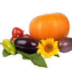 vegetable